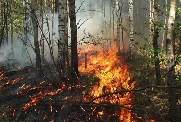 波黑東南部山區(qū)日前爆發(fā)山火,引燃一片百年針葉林.jpg